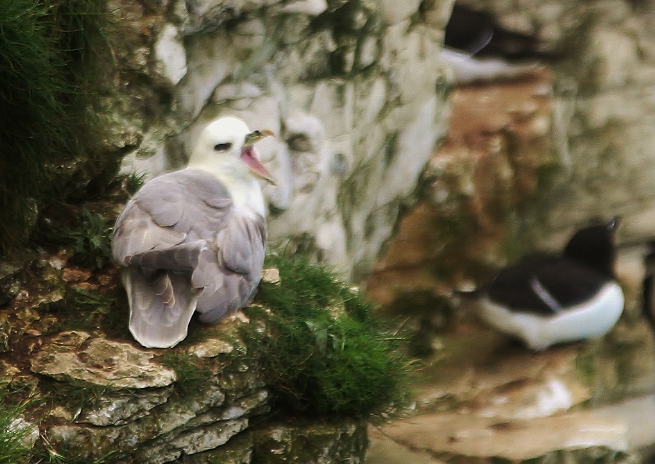 Fulmars also breed on cliffs.