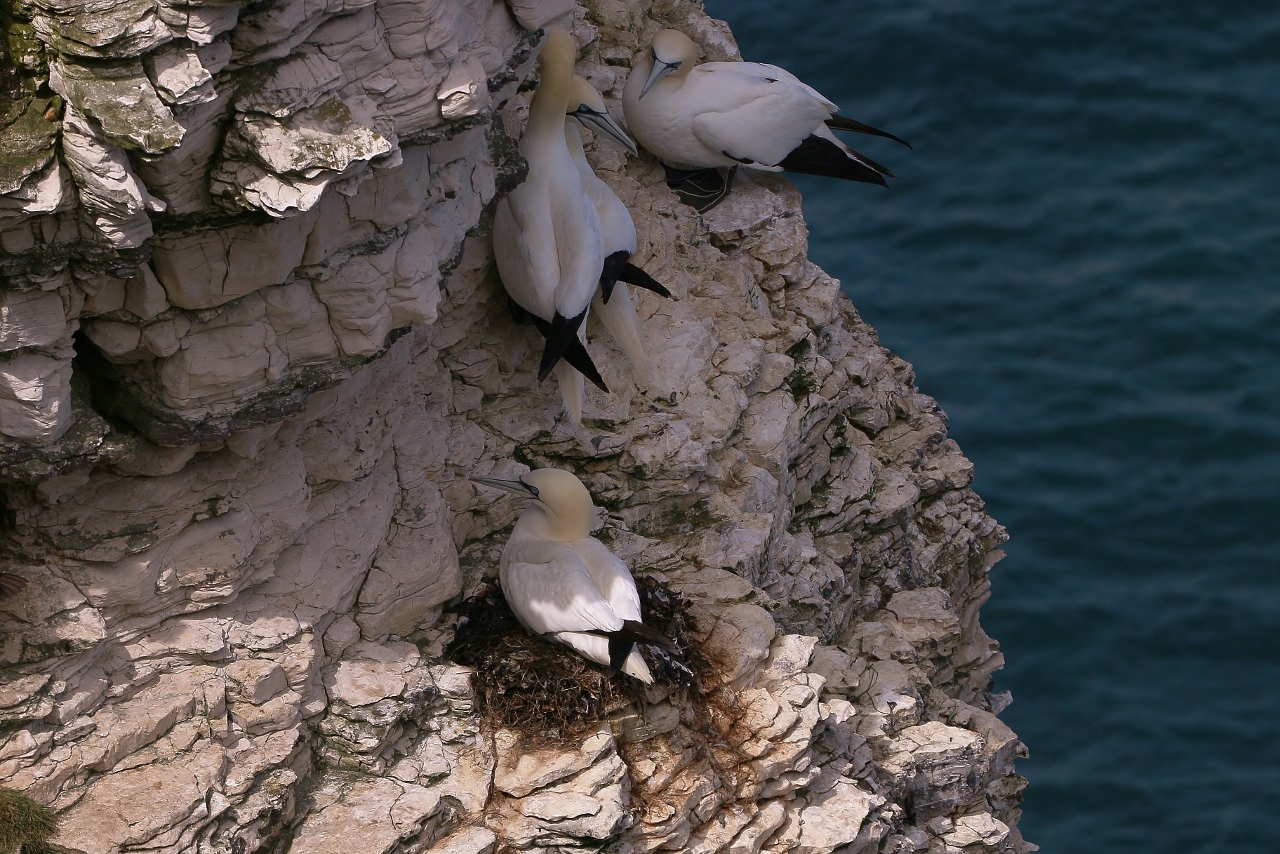 Gannets with one on a nest.