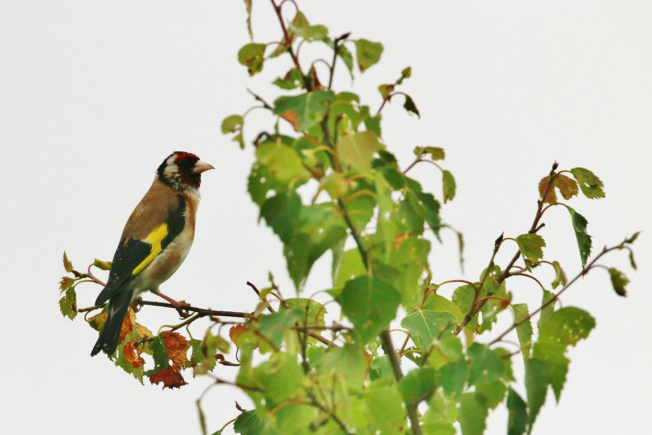 Goldfinch on Whitmoor Common.