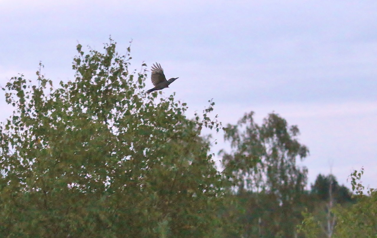 Green woodpecker on Whitmoor Common.