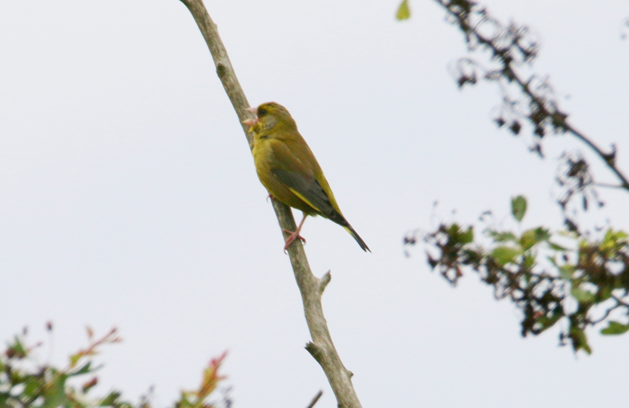 Greenfinch wheezing on Whitmoor Common.