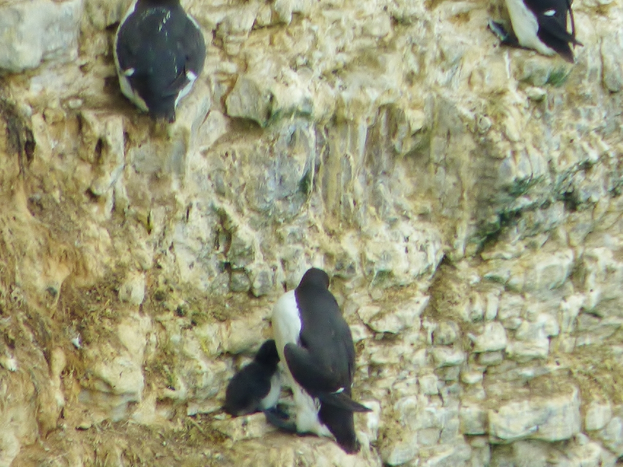 Guillemots at Bempton Cliffs RSPB. with chick. (1280x961)