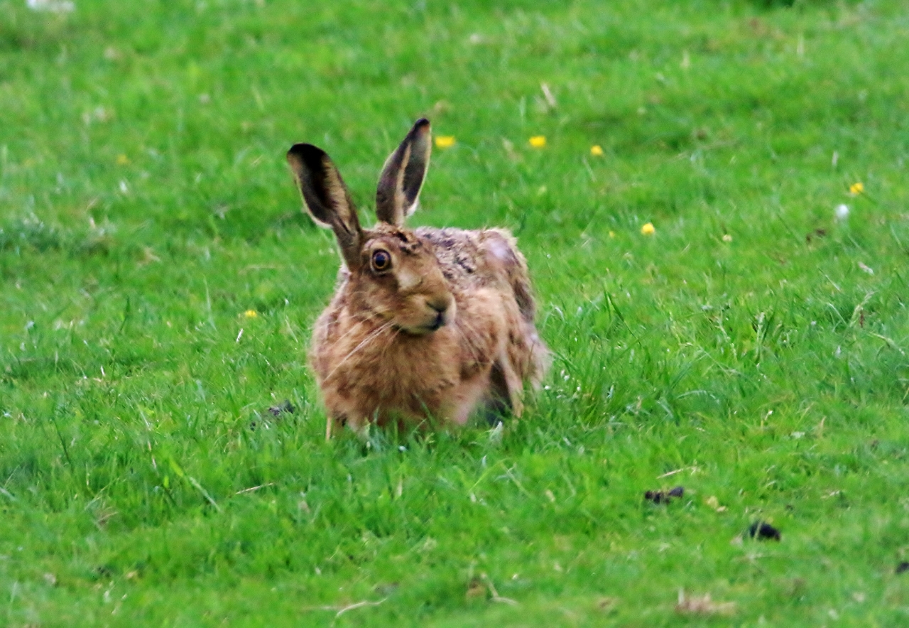 A hare pictured in Yorkshire.