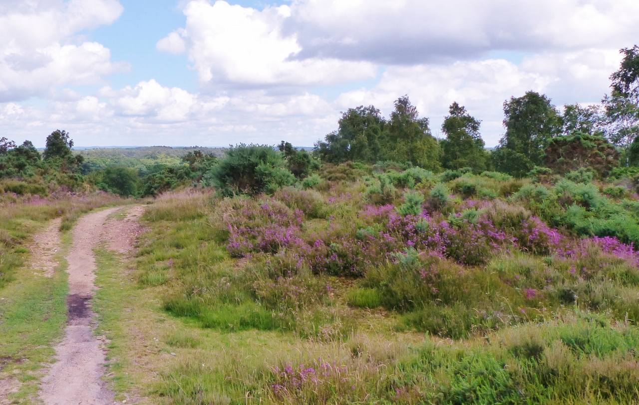 Heather starting to bloom on Thursley Common.