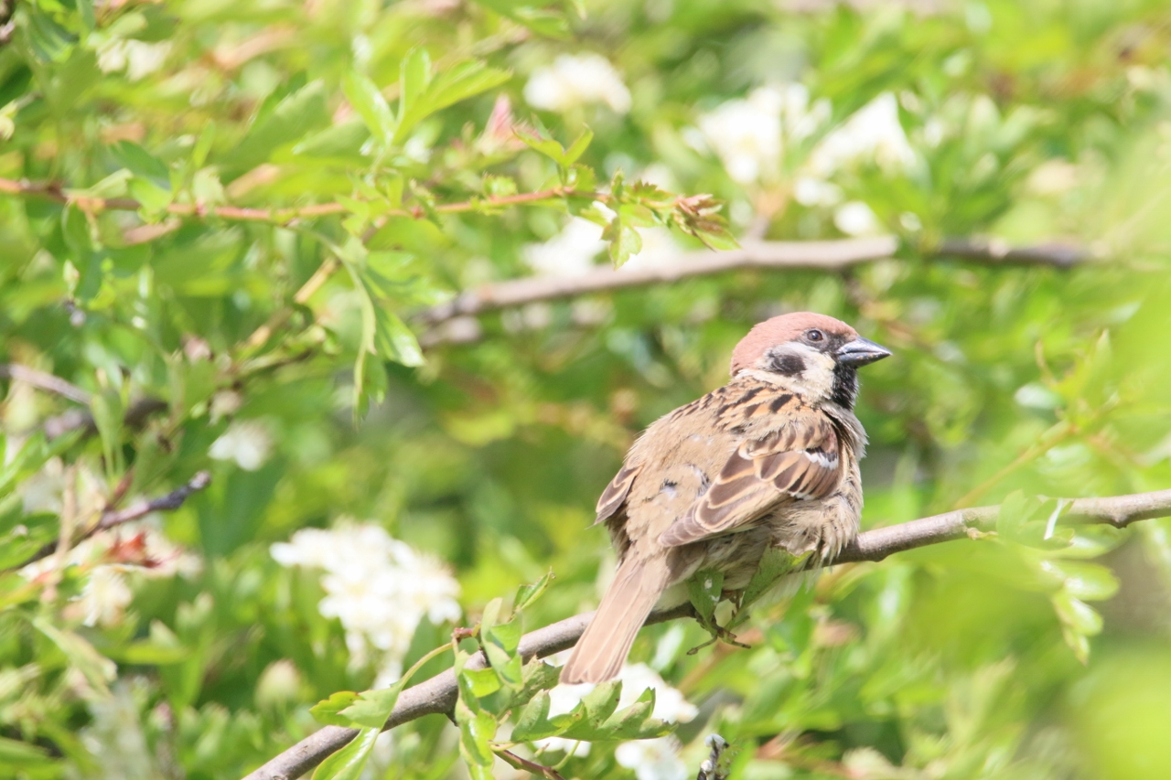 If you live in North East England and eastern Scotland, tree sparrows may be more familiar to you than house sparrows.