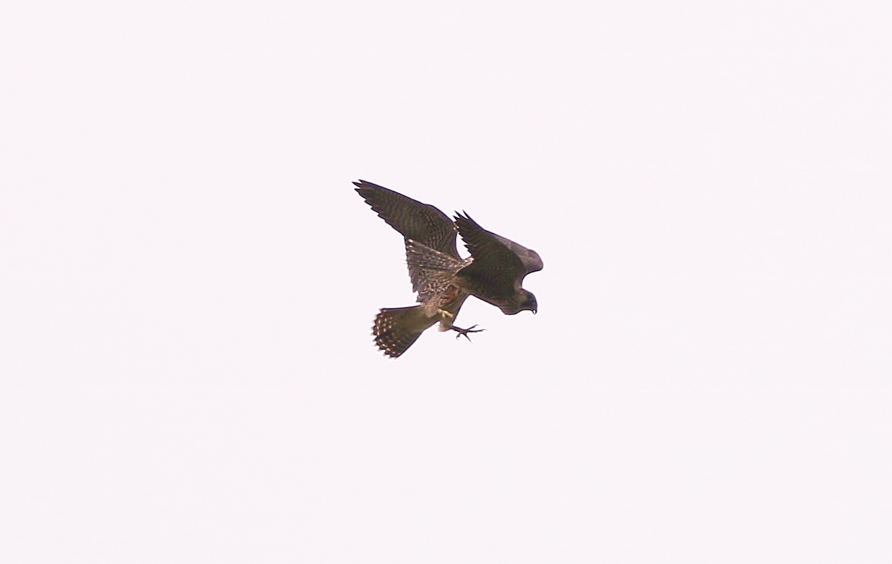 Juvenile peregrines play-fighting in mid-air.