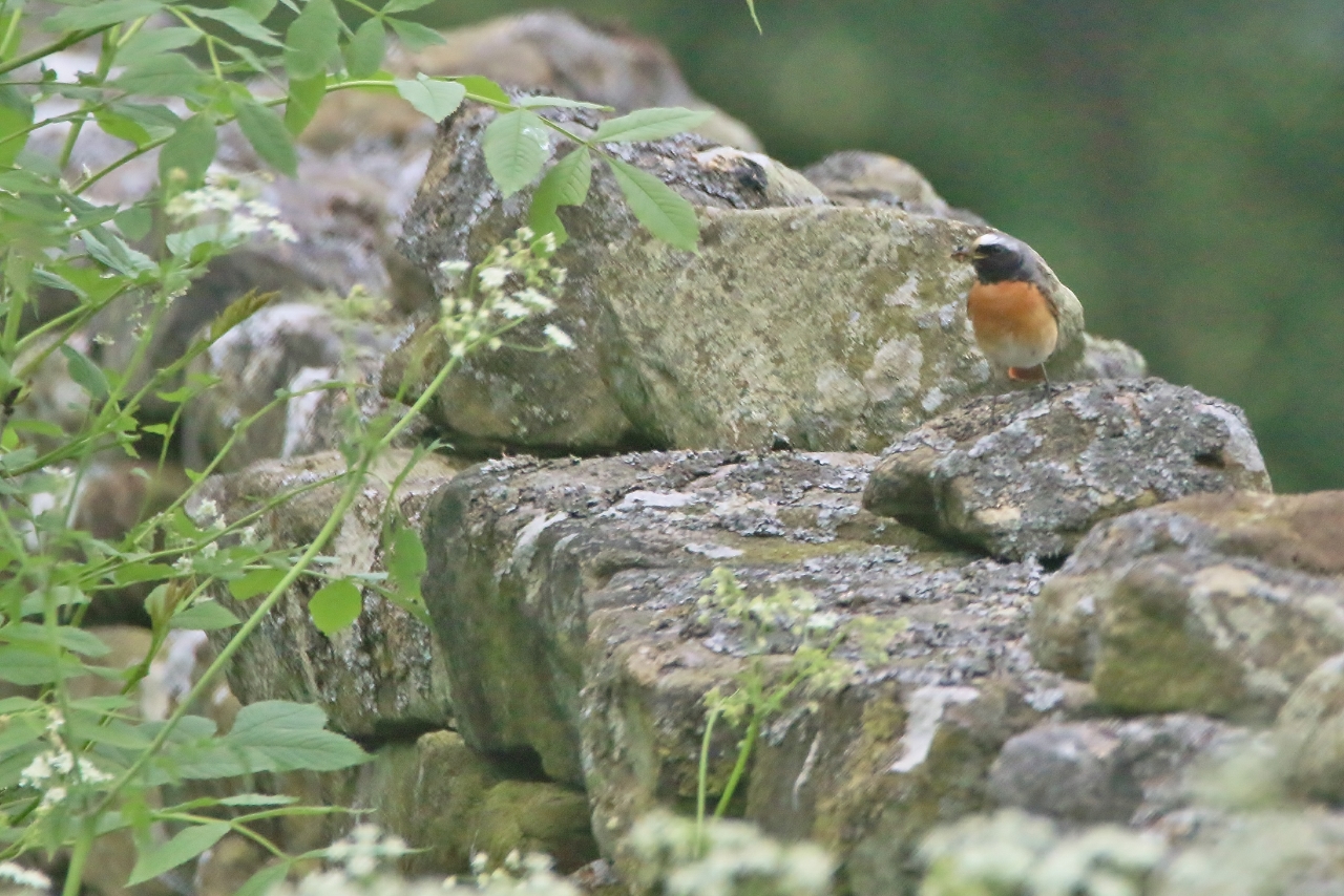Male redstart takes up residence among the dry stone walls.