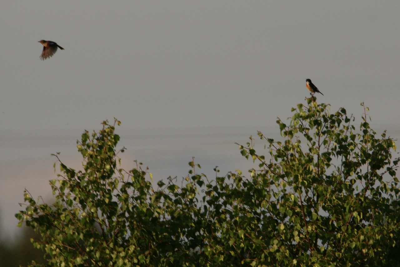 Male stonechat (with female in flight).