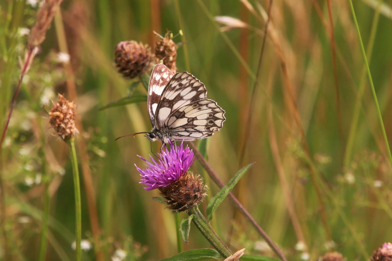 Marbled white butterfly on Pewley Down.