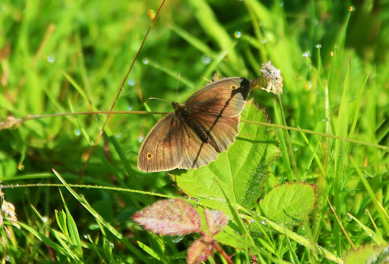 Meadow brown butterfly with wings open.