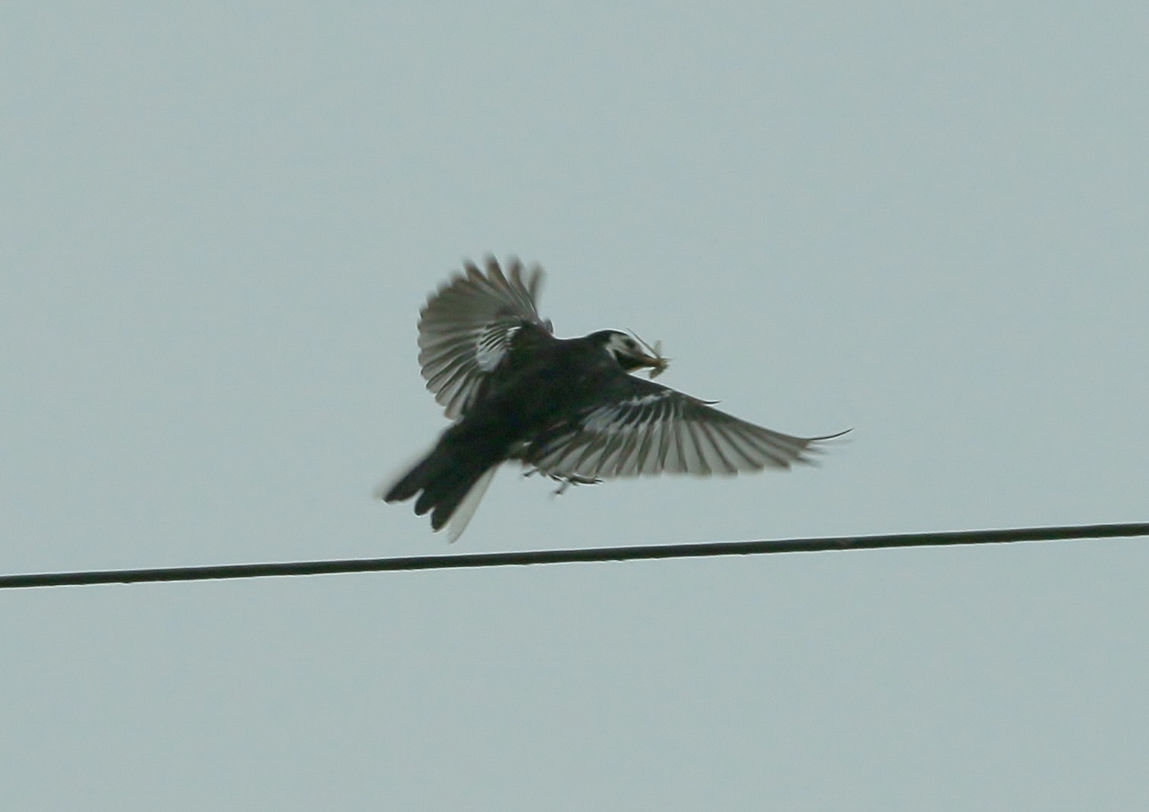 Pied wagtail catching a Mayfly.