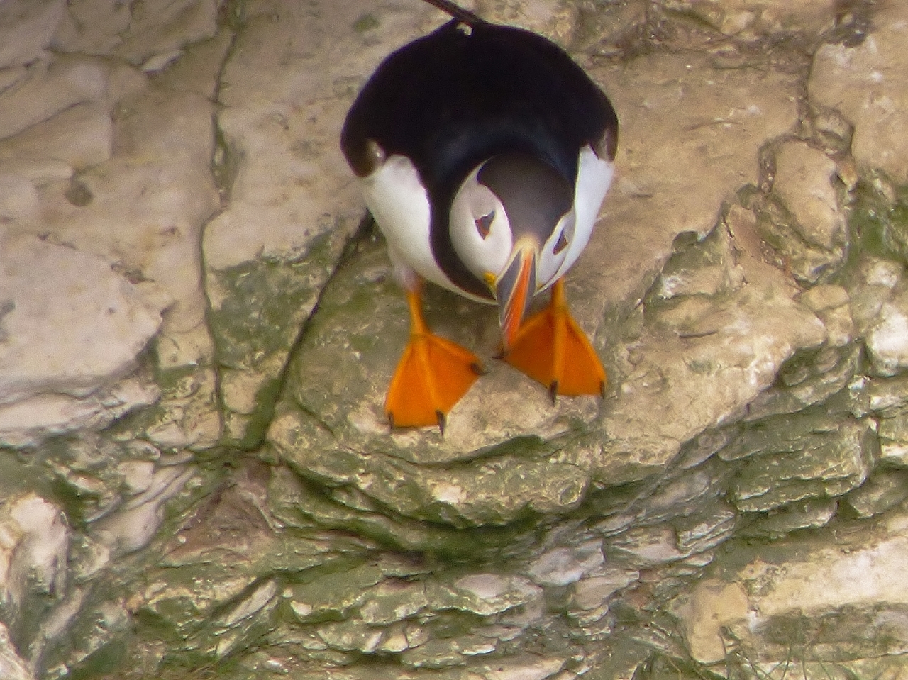 Puffins are sometimes dubbed 'clowns of the sea'.