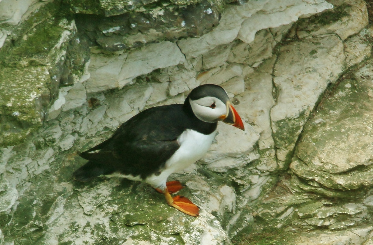 Puffins are specially adapted to living on the open sea.