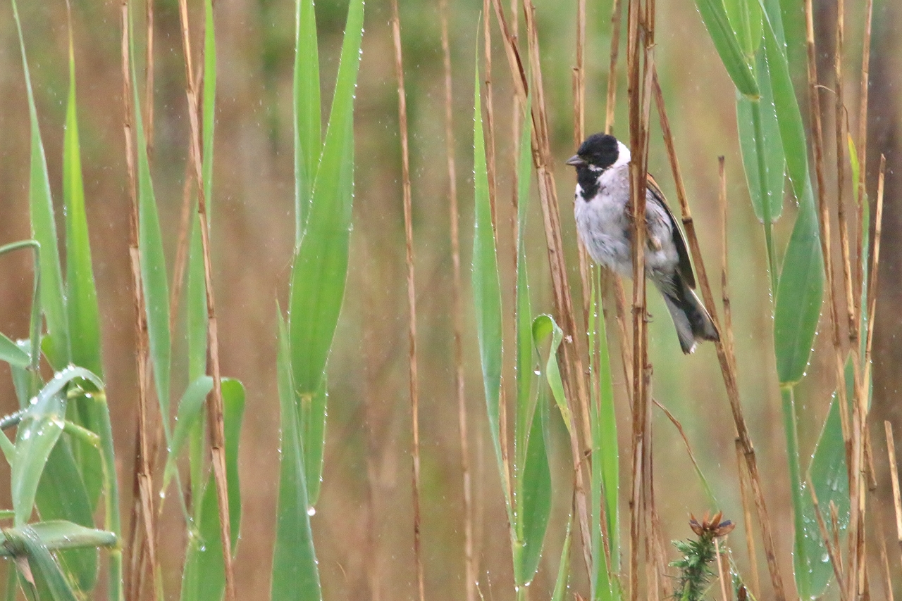 Reed bunting, drying out after another shower of rain.