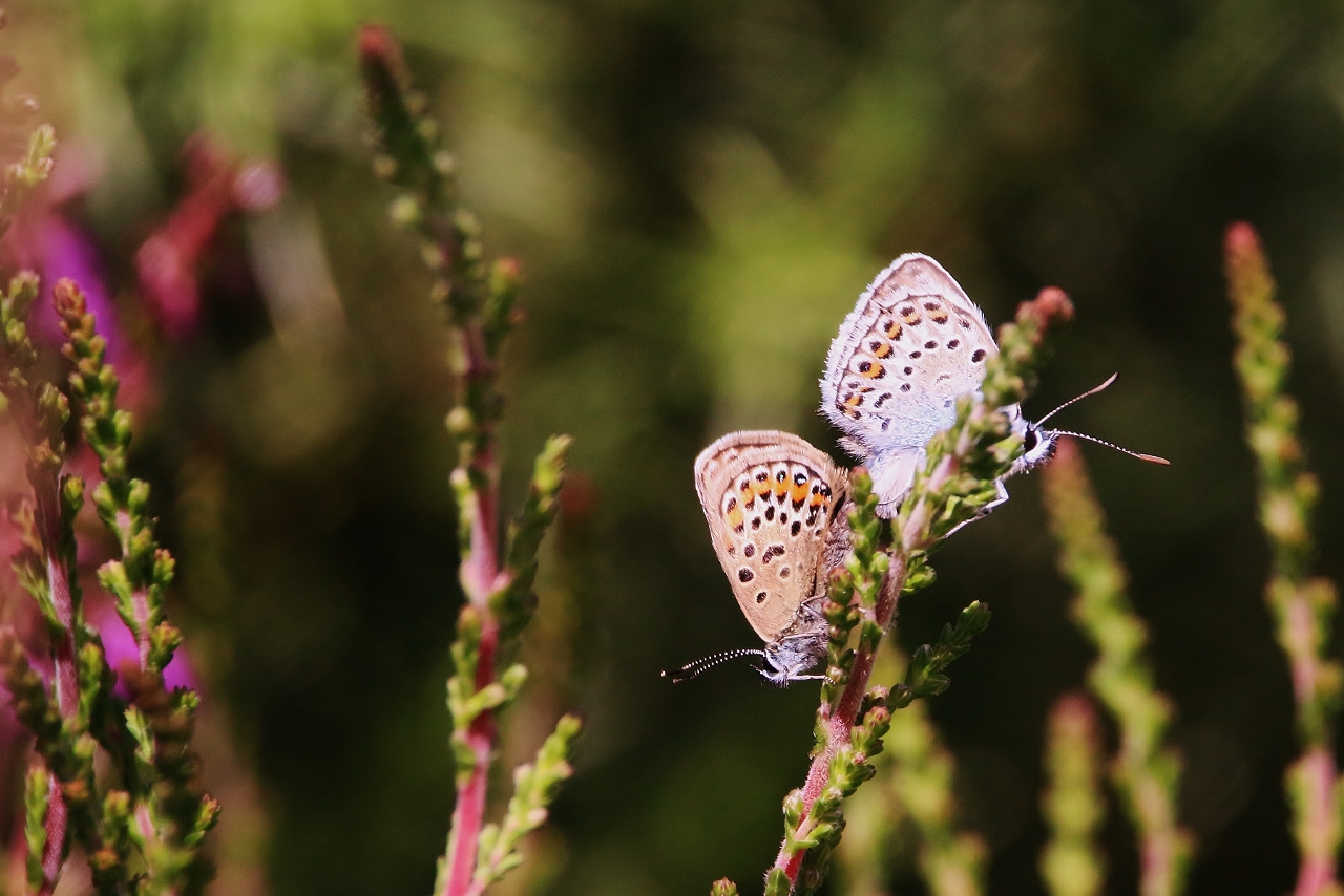 Silver-studded blues (male and female.)