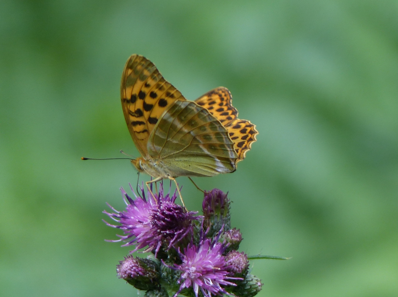 The silver-washed fritillary butterfly is our largest fritillary and gets its name from the beautiful streaks of silver found on the underside of the wings.