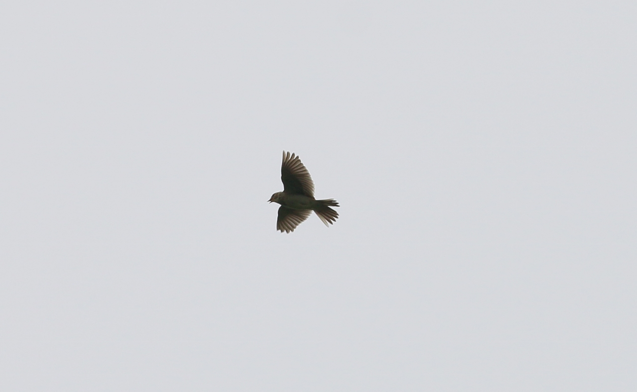 Skylark hovers over the fields singing at Bempton Cliffs.
