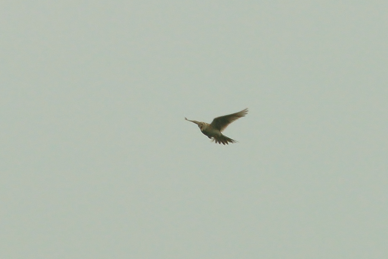 Skylark in flight over Pewley Down.