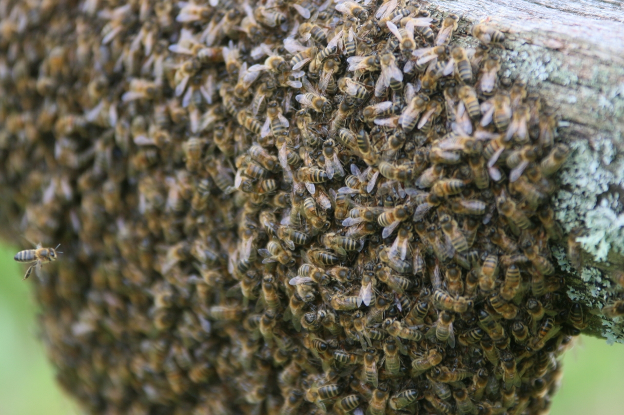 Close up view of the swarm.