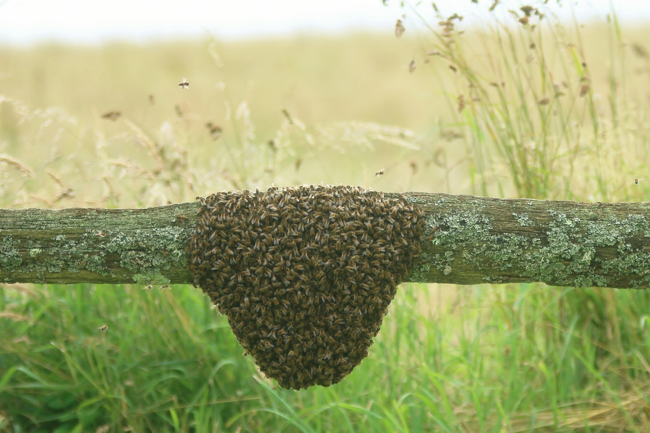 Swarm of bees.