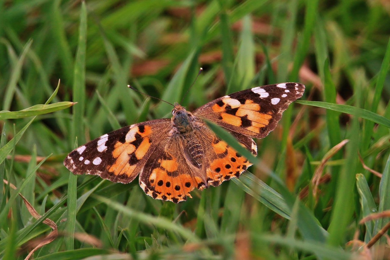 The painted lady is an irruptive migrant, meaning it’s a species that migrates independent of any seasonal or geographic patterns.