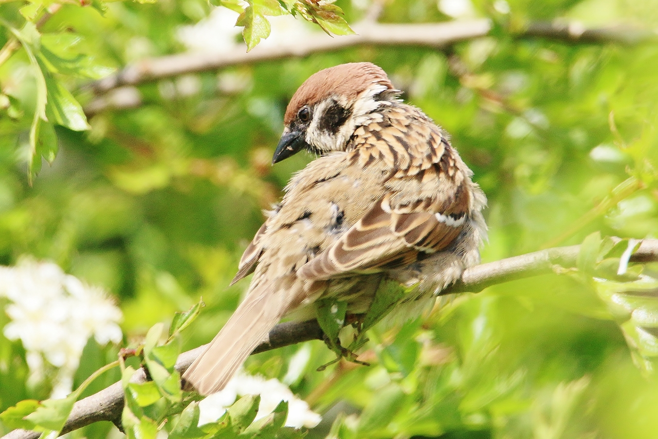 Tree sparrows have a warm red-brown crown, white patches to the side of the head and a small black cheek patch. Males and female look similar.