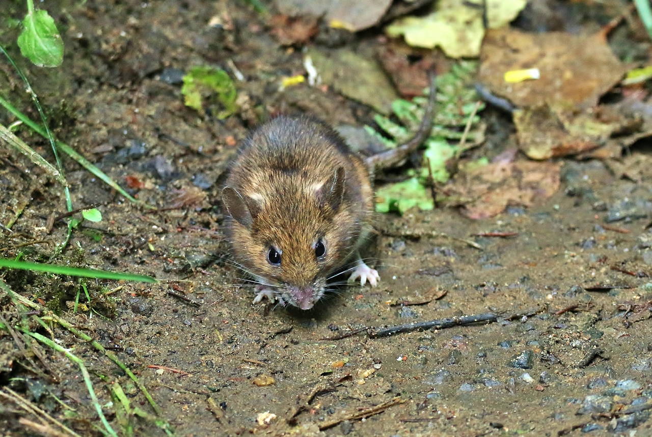 Yellow-necked mouse.