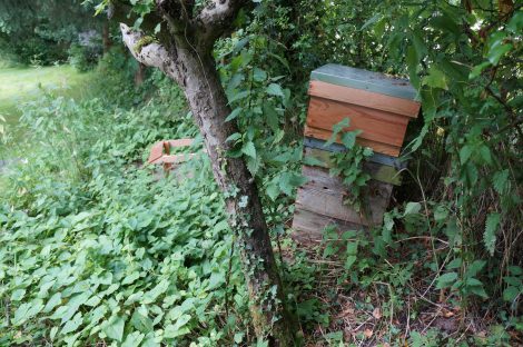 The old hive in the corner of the large garden was falling apart.
