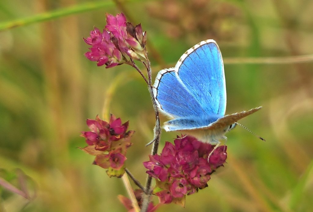 Adonis Blue, Denbies Hillside.