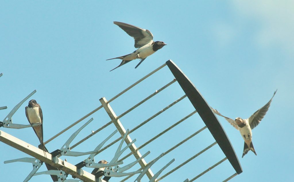 Aerial views of swallows!