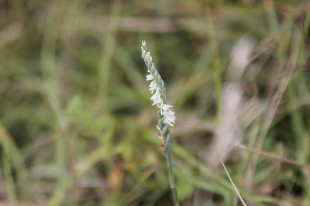 Autumn lady's tresses. Seeing these flowers in the last hurrah of summer. At a time when most plants have set seeds, these orchids are just bursting into fresh flower.