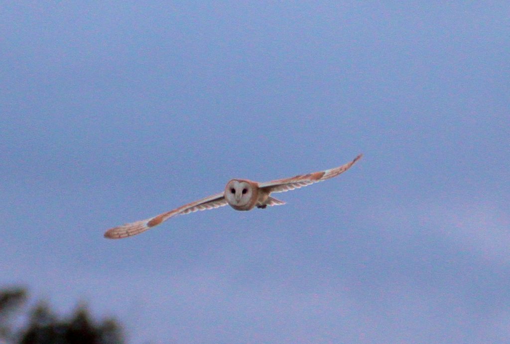 Barn owls can fly in almost complete silence. Allowing it to hear the slightest sounds made by its rodent prey hidden in deep vegetation while flying up to three metres overhead.