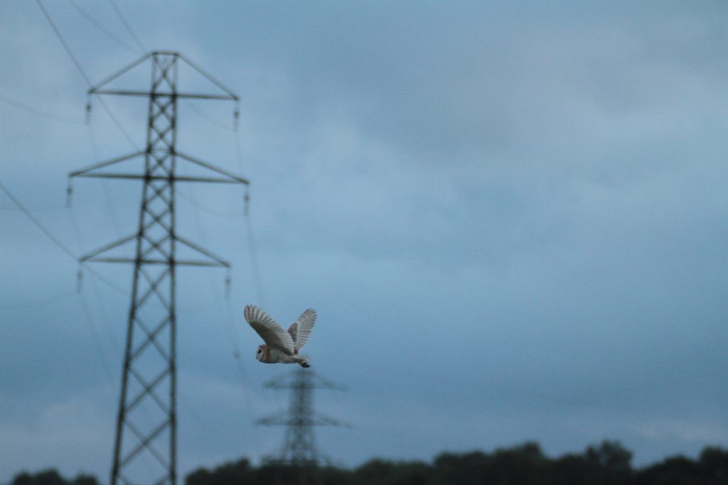 Barn owl at papercourt.