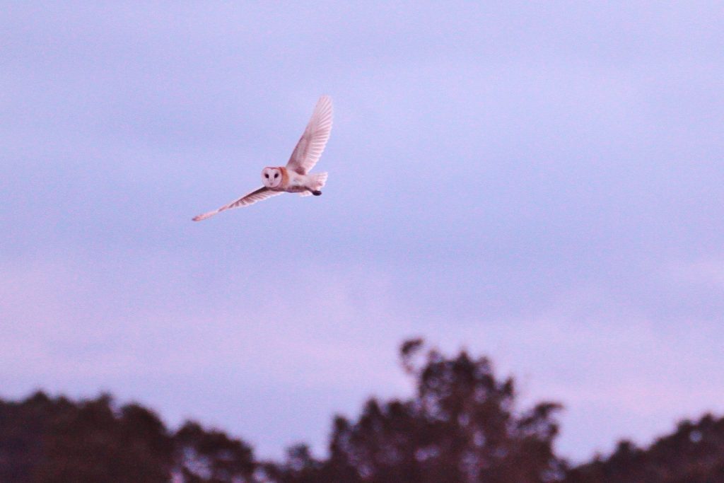 Around 3,000 juvenile barn owls are killed on Britain’s roads everyv year. That’s about a third of all the young that fledge.