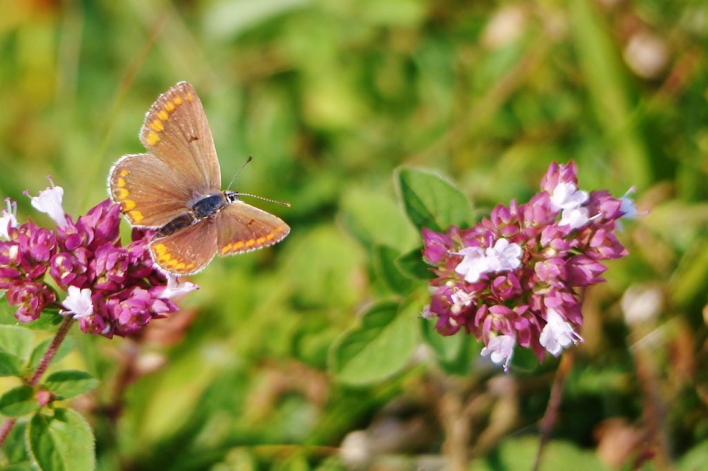 Brown Argus, Denbies Hillside.