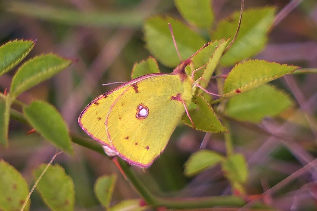 Clouded yellow, Denbies Hillside.