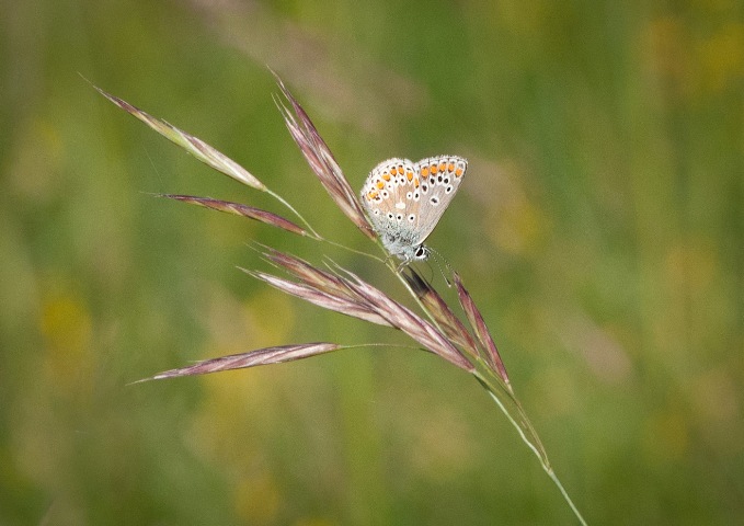 Common Blue by Willie Jamies.