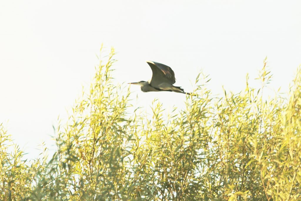 Grey heron flies by at Papercourt.