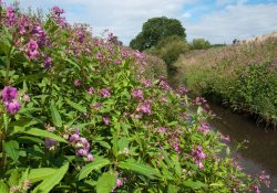 Himalayan Balsam can take over a river bank and very effectively out-compete other species. Probably not a good thing.