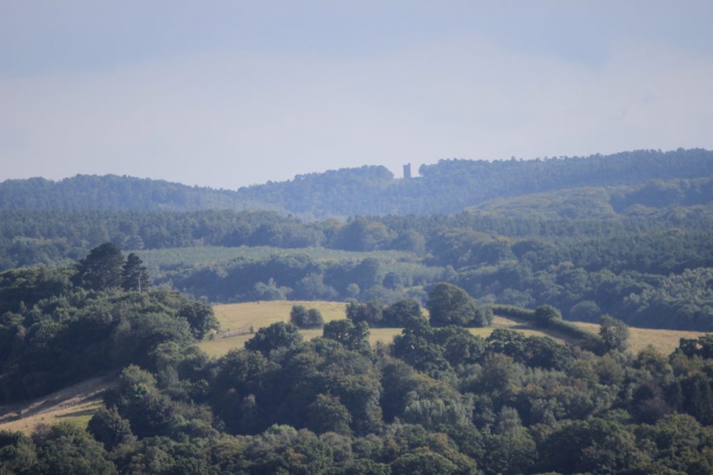 Leith Hill Tower viewed from Denbies Hillside.