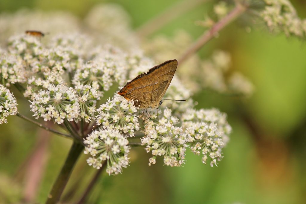 Male brown hairstreak on Bookham Common.