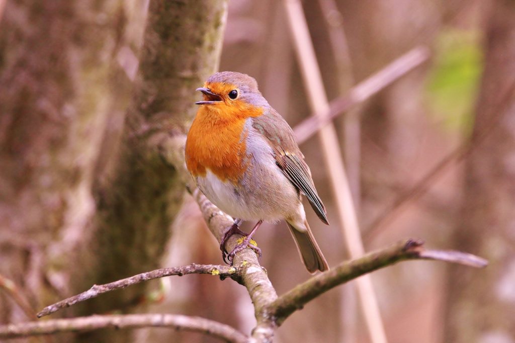 Robin singinh short bursts of its full song, having gone through its summer moult in silence in the hope of elding possible predators. While vulnerable to attack, it reminded me that autumn is not too far away.