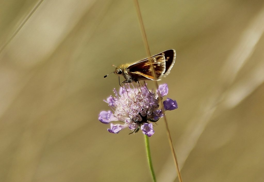 Silver-spotted skipper, Denbies Hillside.