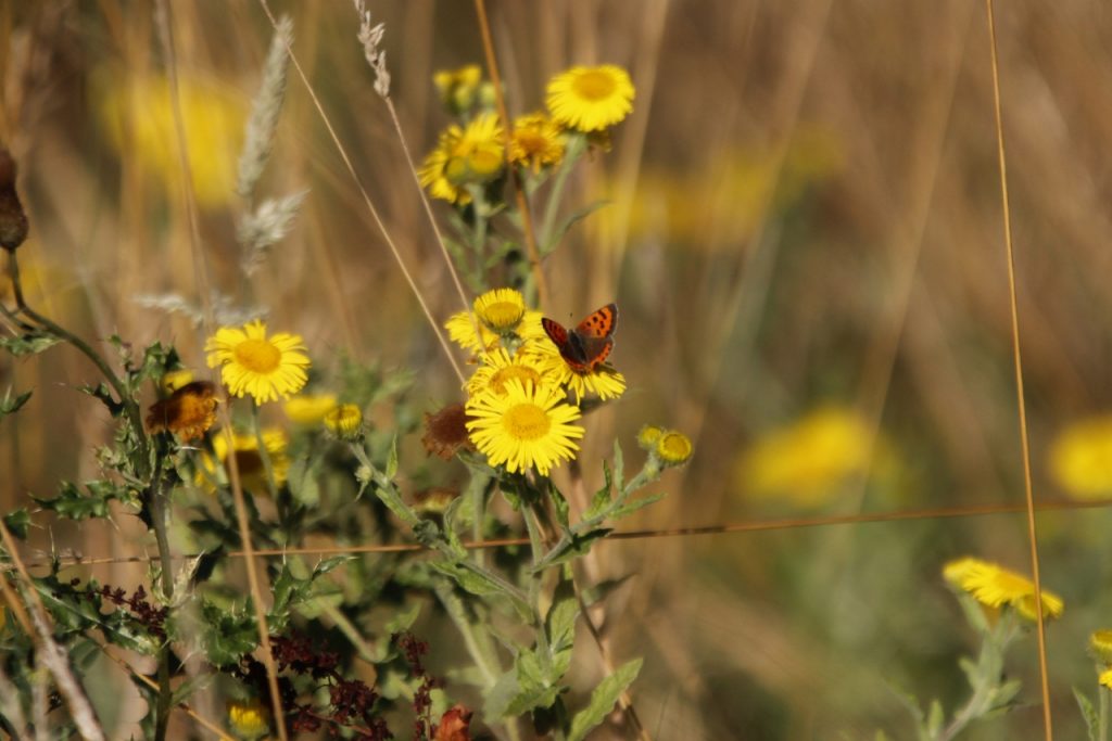 Small Copper on Denbies Hillside.