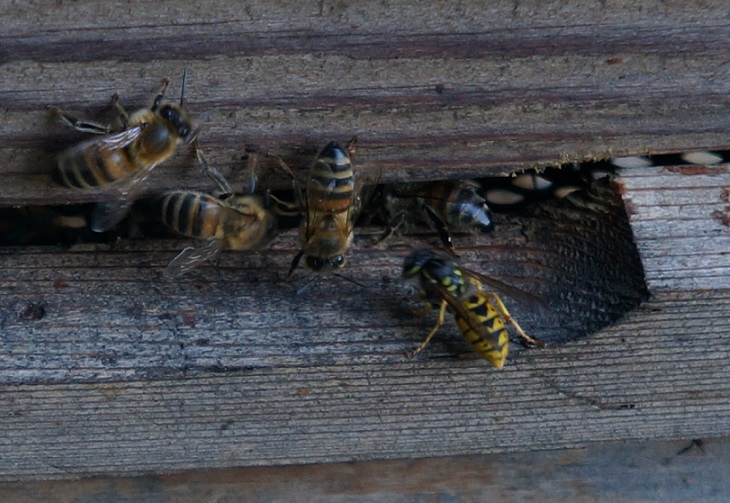 Wasp trying its luck