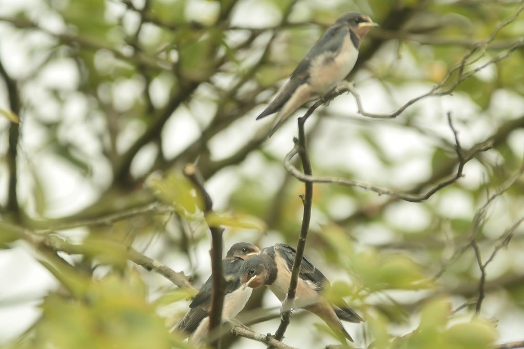 Young swallows sheltered in a tree.