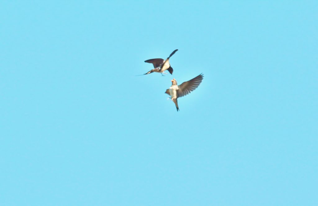 Swallow feeding young.