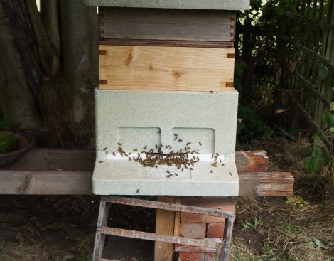 busy hive