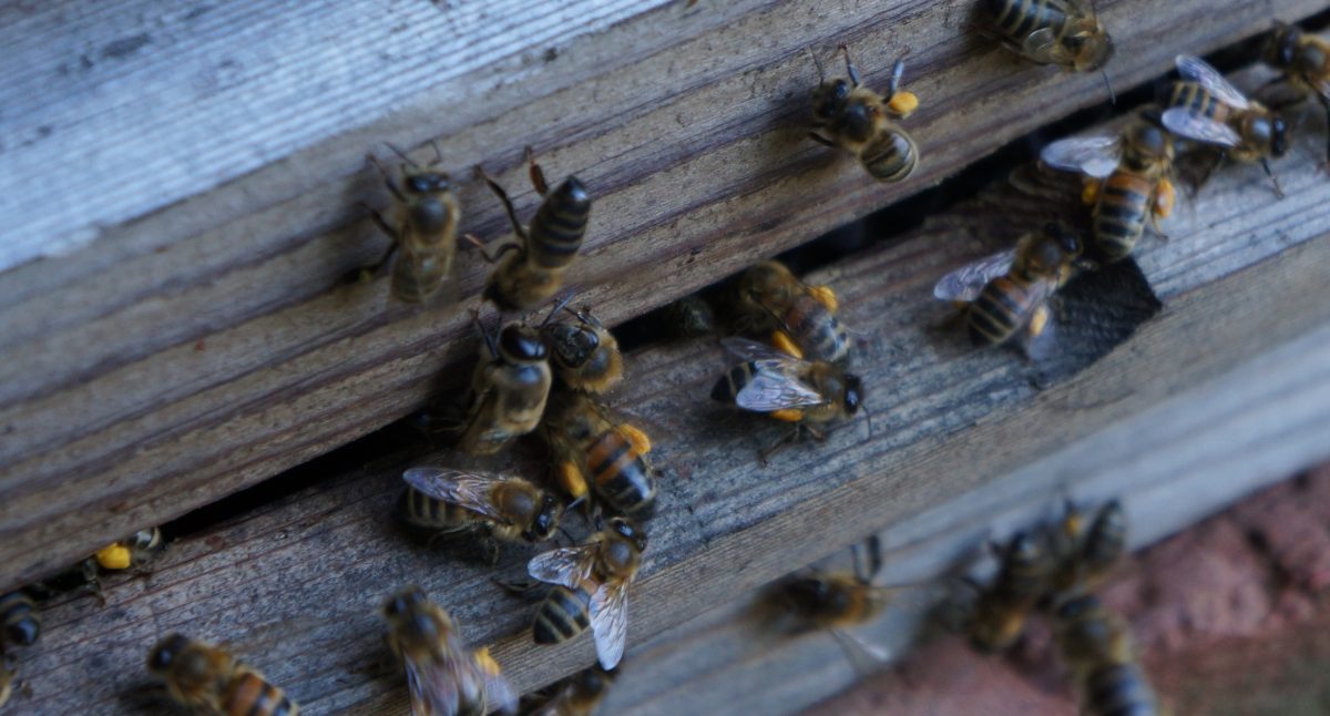 Busy hive with plenty of pollen going in even at this late stage in the year. The queen is still laying strongly.