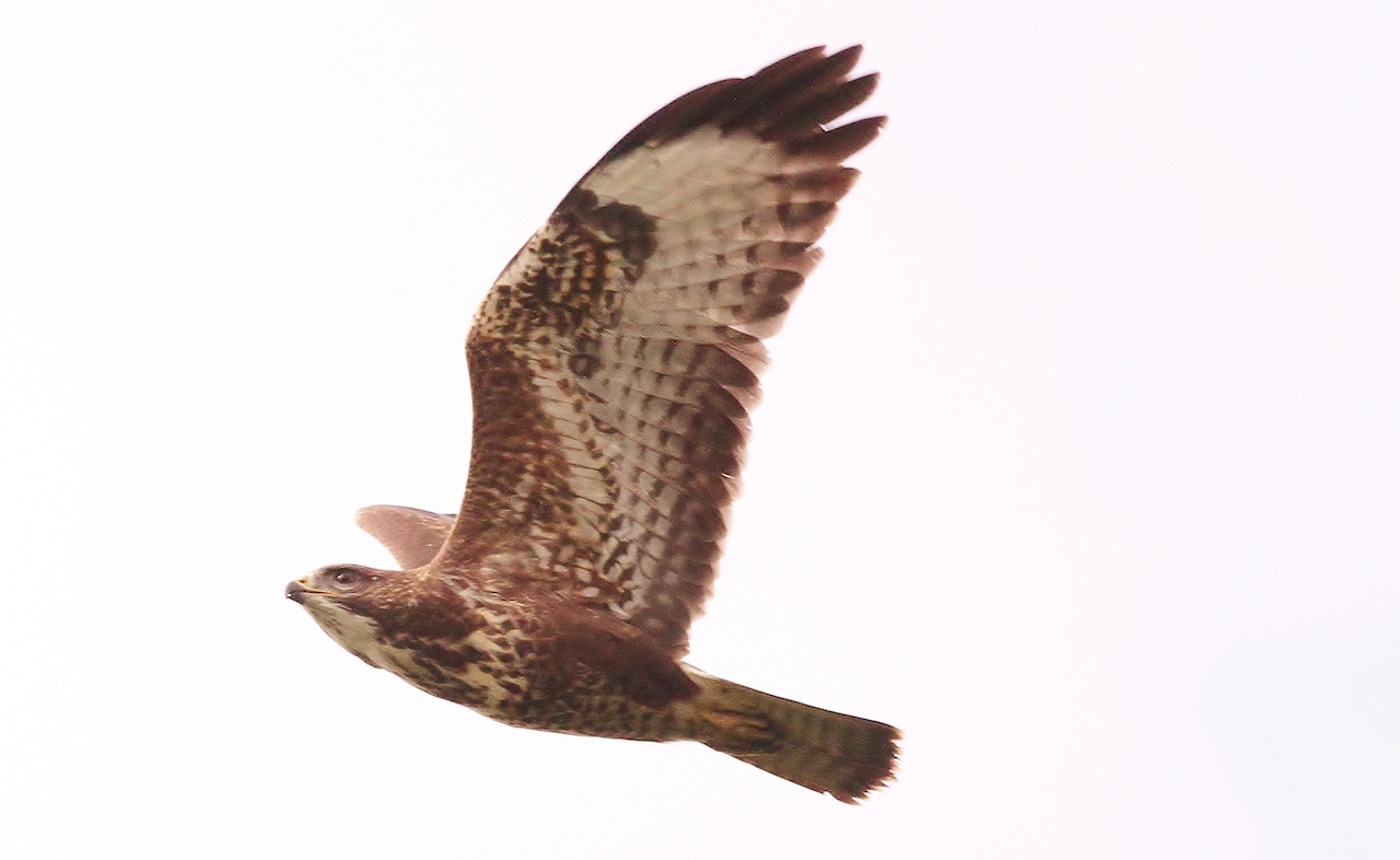 Common buzzard flies low over Stoke Lake.